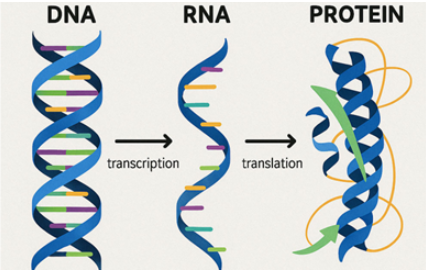 중심원리 모식도